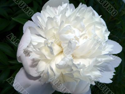 White Peony Macro