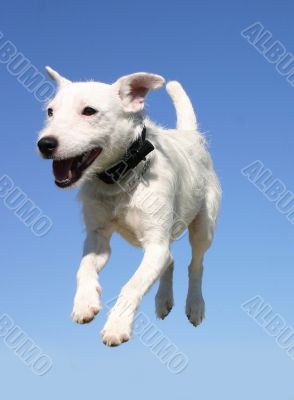 jumping jack russel terrier