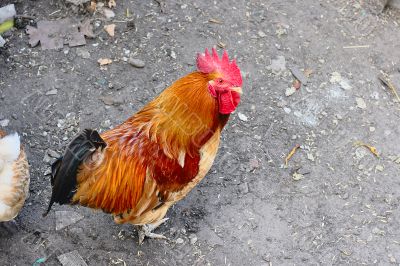 Cock