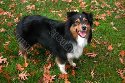 Australian Shepherd (Canis Familiaris)