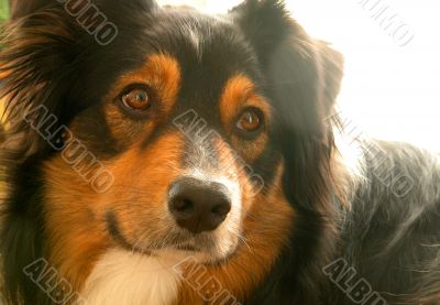 Australian Shepherd (Canis Familiaris) Australian Shepherd (Canis Familiaris)