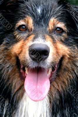 Happy, Wet Dog (Canis familiaris)