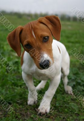 puppy jack russel terrier