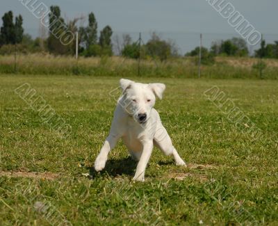 jack russel terrier