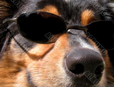 Too Cool (Canis familiaris)
