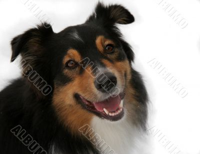 Australian Shepherd (Canis Familiaris)