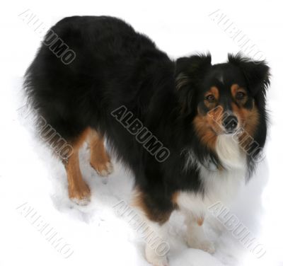 Australian Shepherd Standing in Snow (Canis familiaris)