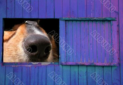 Peeking Out (Canis familiaris)