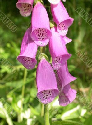 Blossoming digitalis