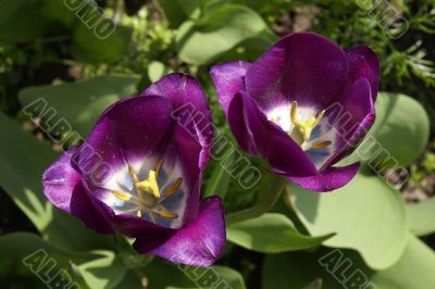 Blossoming tulips