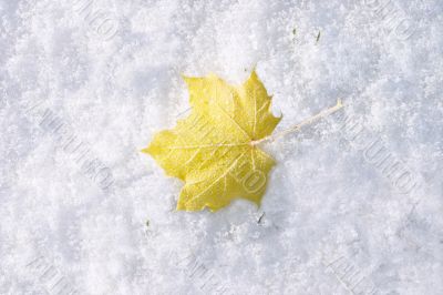 Maple leaf in snow