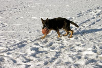 Puppy with ball