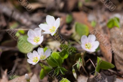 Blossoming spring flowers