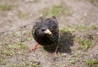 Starling with a worm