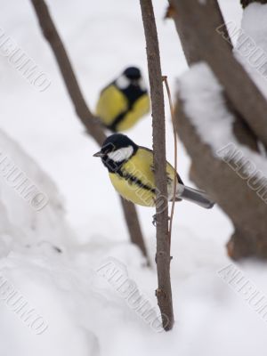 Winter tomtits