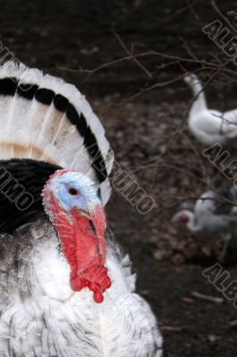 Dreams of turkey-cock