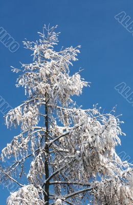 Winter coniferous tree