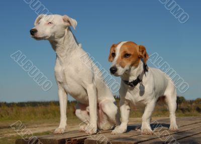 two jack russel terrier