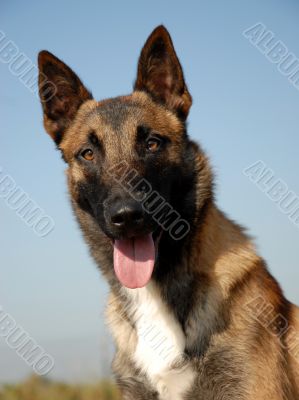 portrait of a belgian shepherd