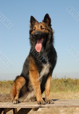 belgian shepherd tervueren