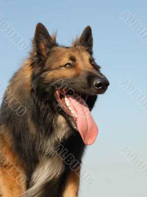 belgian shepherd tervueren