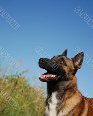 belgian shepherd malinois