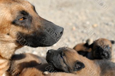 mother dog and puppies