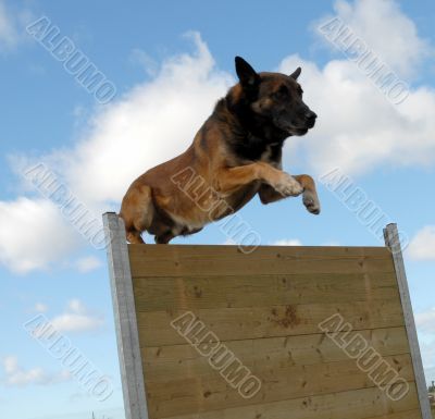 jumping belgian shepherd