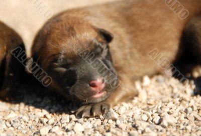 puppy belgian shepherd
