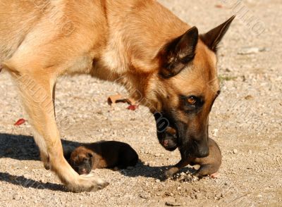 female shepherd and puppies