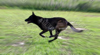 running belgian shepherd
