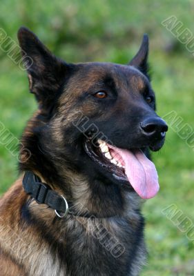 belgian shepherd malinois