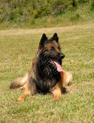 belgian shepherd tervueren