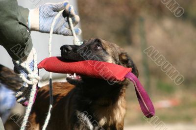 belgian shepherd playing