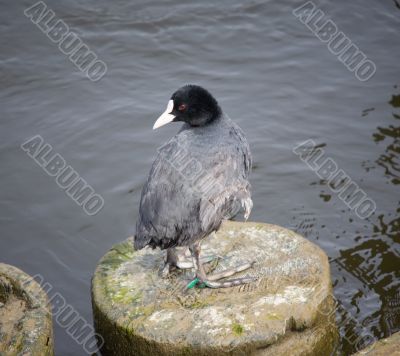 bald-coot