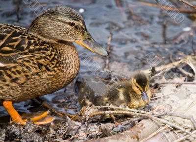 Duck and nestling