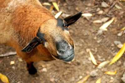 curious sheep