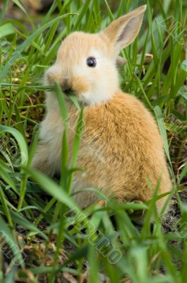 small red rabbit small red rabbit