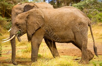Wild Elephant Wild Elephant