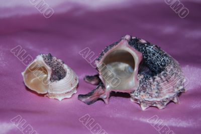 Two shell on the pink background