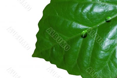 A leaf with a few clear drop