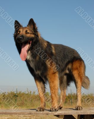 belgian shepherd tervueren