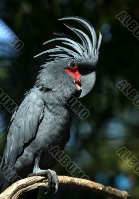 Black parrot