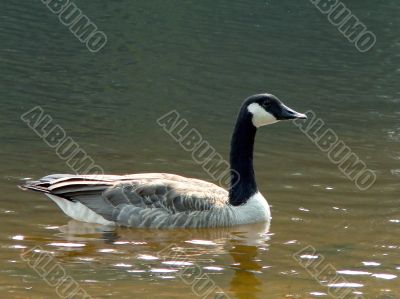 Duck on the lake