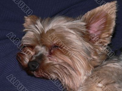 Napping Yorkie Napping Yorkie
