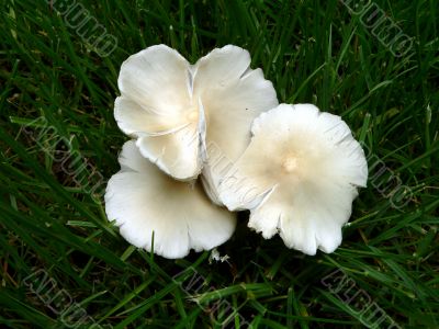 Pretty Mushroom Tops
