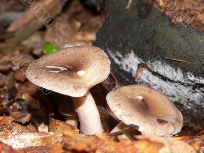 Shiney Wet Mushrooms