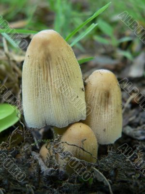 Mushroom Trio