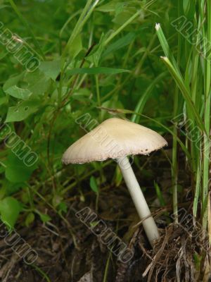 Single Mushroom Macro