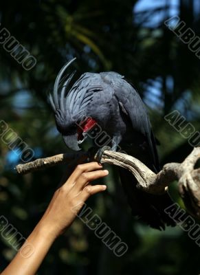 Black parrot